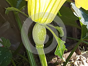 Kumda or pumpkin is a terrestria,Its flower is yellow colored,